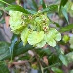 Dodonaea viscosa 果實