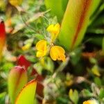 Lotus parviflorus 花
