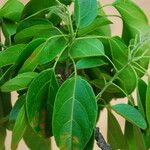 Discoglypremna caloneura Hoja