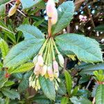 Berberis julianae Blüte