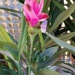 Curcuma alismatifolia Kvet