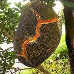 Artocarpus integer Fruit