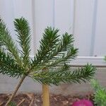 Banksia ericifolia Feuille