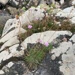 Armeria maritima Habitus