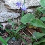 Hyacinthoides non-scriptaFlower