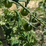 Solanum pimpinellifolium Frukto