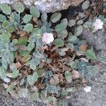 Erodium corsicum Květ