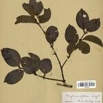 Strychnos glabra Hoja