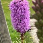 Liatris pycnostachya Flower