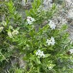 Tournefortia sibirica Цветок