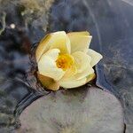 Nymphaea alba फूल