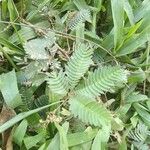 Mimosa pudicaFuelha