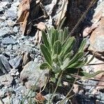 Biscutella laevigata Leaf