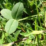 Trifolium badium Leaf