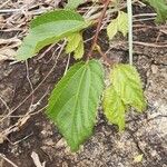 Grewia trichocarpa Hoja