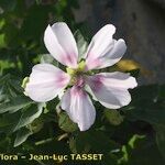 Malva acerifolia Flower
