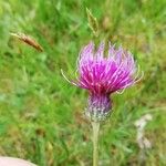 Cirsium dissectum फूल