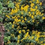 Senna didymobotrya Blüte