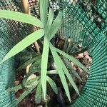 Cycas sexseminifera Leaf