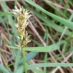Carex spicata Flower