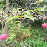 Cornus capitata 果