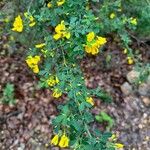 Cytisus spinosus Kwiat