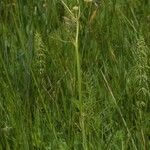 Epikeros pyrenaeus 形態
