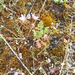 Erodium cicutariumFolio