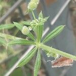 Galium aparineBlad