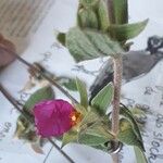 Cistus crispus Flower