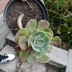 Echeveria australis Leaf