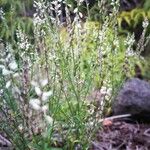 Polygala paniculata Кора