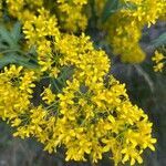 Sisymbrium strictissimum Flower