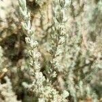 Rosmarinus tomentosus Leaf