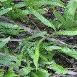 Phymatosorus scolopendria Leaf
