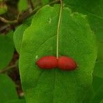 Lonicera canadensis Fruit