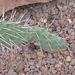 Opuntia phaeacantha Folla