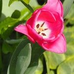 Tulipa agenensis Flower