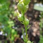 Lobelia inflata Frukto