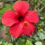 Hibiscus fragilis花