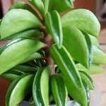 Peperomia dolabriformis Feuille