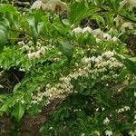 Styrax japonicus Ліст