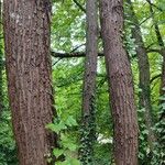 Toona sinensis Bark