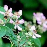 Rubus ulmifolius Fleur