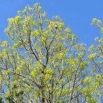 Swietenia mahagoni Ліст