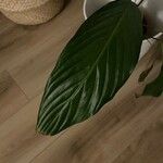 Spathiphyllum wallisii Leaf