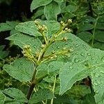 Zanthoxylum piperitum Flower