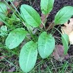 Rumex acetosa Leaf