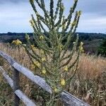 Verbascum speciosum Flor