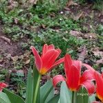 Tulipa kaufmanniana പുഷ്പം